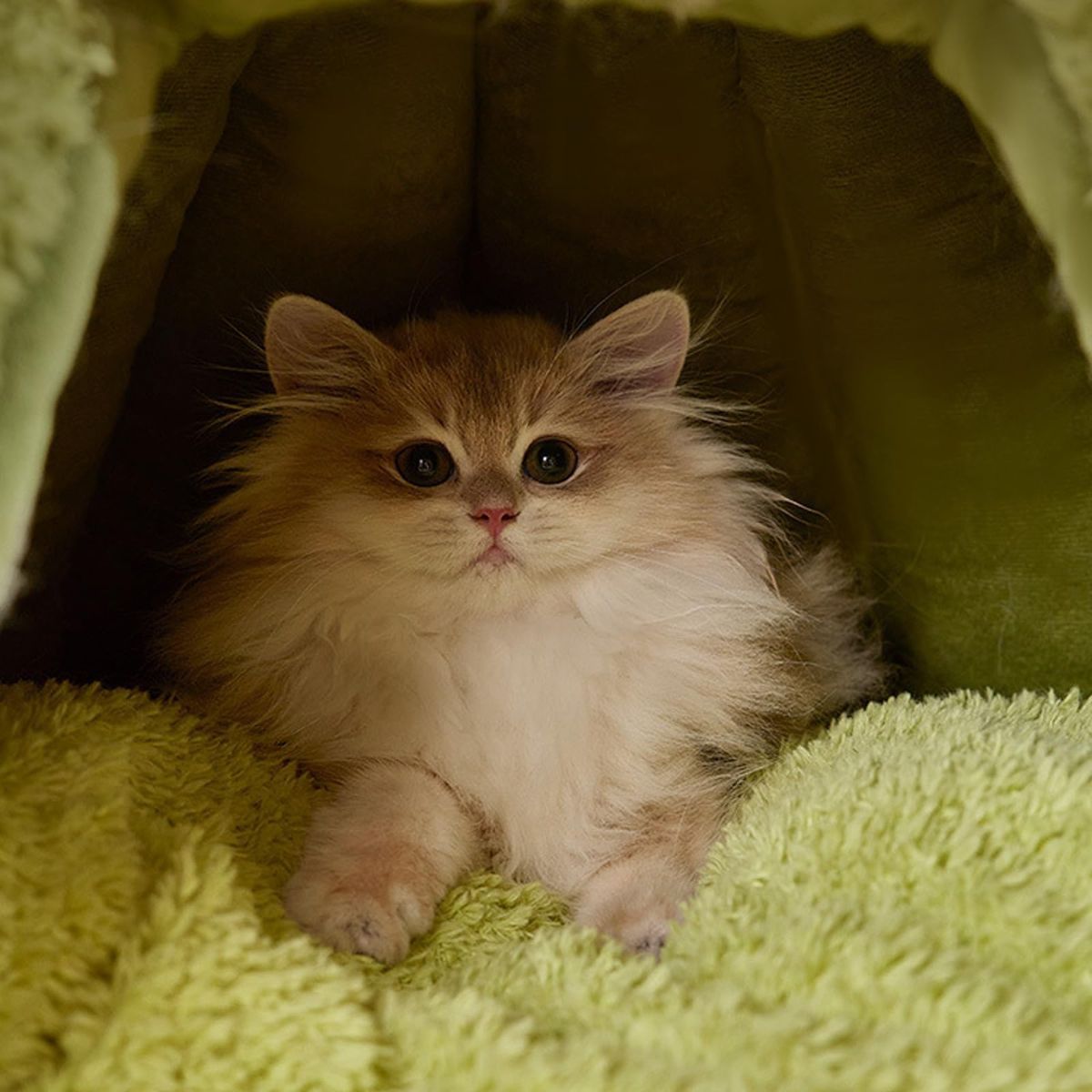 Winter Warm Cats Bed Cartoon Theme Design Highly Density Removable Cover Shelter House Rest Bed for Small Breeds Winter Warm Cats House - Yellow - Size 60cm*45cm