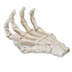 Halloween Skeleton Hands High Hardness Corrosion Resistance Light Weight Hand Bone Ornaments for Teaching Tool Bracket