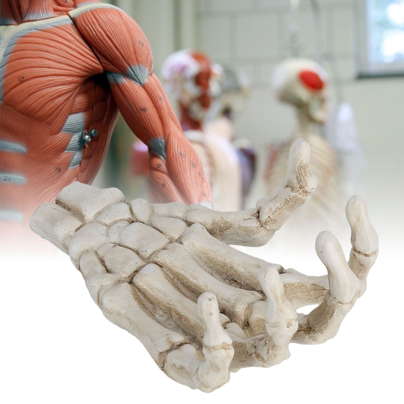 Halloween Skeleton Hands High Hardness Corrosion Resistance Light Weight Hand Bone Ornaments for Teaching Tool Bracket