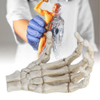 Halloween Skeleton Hands High Hardness Corrosion Resistance Light Weight Hand Bone Ornaments for Teaching Tool Bracket