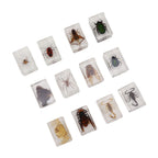 12 Pcs Real Bug Specimens Transparent Resin Science Education Classroom Bug Specimen Sample Tabletop Ornament