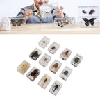 12 Pcs Real Bug Specimens Transparent Resin Science Education Classroom Bug Specimen Sample Tabletop Ornament