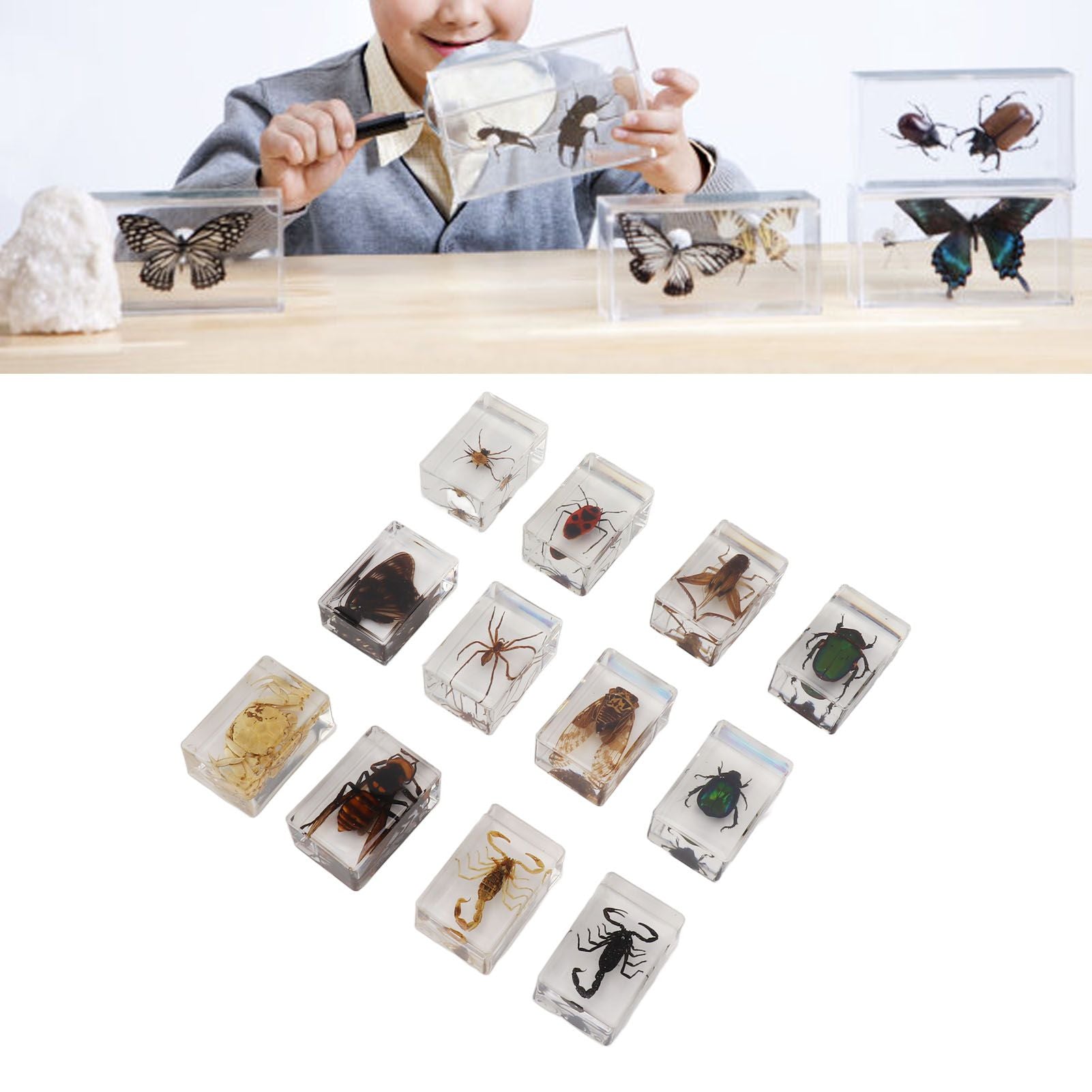 12 Pcs Real Bug Specimens Transparent Resin Science Education Classroom Bug Specimen Sample Tabletop Ornament