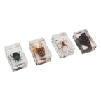 12 Pcs Real Bug Specimens Transparent Resin Science Education Classroom Bug Specimen Sample Tabletop Ornament