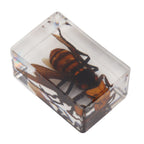 12 Pcs Real Bug Specimens Transparent Resin Science Education Classroom Bug Specimen Sample Tabletop Ornament
