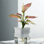 Water Absorption Planter Indoor Self Absorbed Watering Pot Flower Container for Office Home Semitransparent