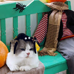 Halloween Spider Cat Toy with Teething Wood Chip Pet Funny Black Spider Legs Cat Toy Halloween Pet Funny Toys