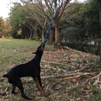 Spring Pole Dog Rope Toy Dog Tug of War Toy Outdoor Pet Exercise Rope