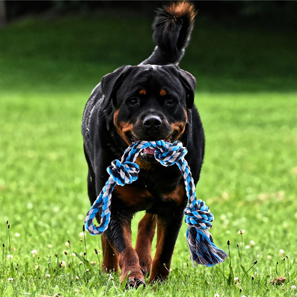 Spring Pole Dog Rope Toy Dog Tug of War Toy Outdoor Hanging Exercise Rope for Pet