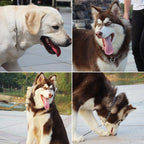 Pet Dog Collars Stainless Steel Training Collars Dog Chain Necklace for Dogs