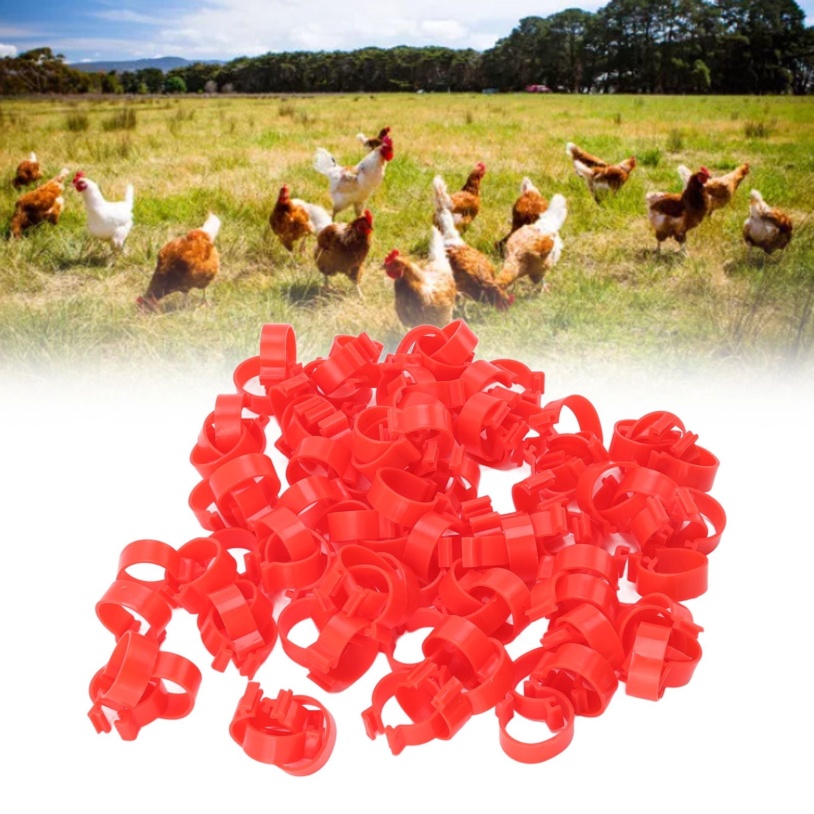 100pcs Poultry Feet Rings PP Plastic Reusable Chicken Duck Goose Leg Bands for Identification Red 16mm/0.6in