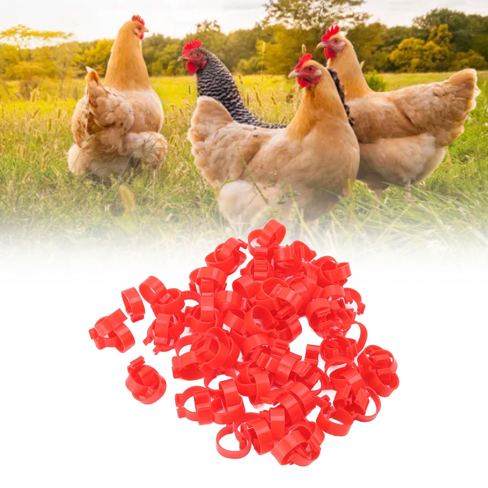100pcs Poultry Feet Rings PP Plastic Reusable Chicken Duck Goose Leg Bands for Identification Red 25mm/1in