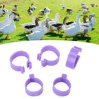 100 PCS Chicken Foot Ring Duck Hen Goose Legs Rings Clip Poultry Foot Ring Farming Tools Purple 16mm/0.63in