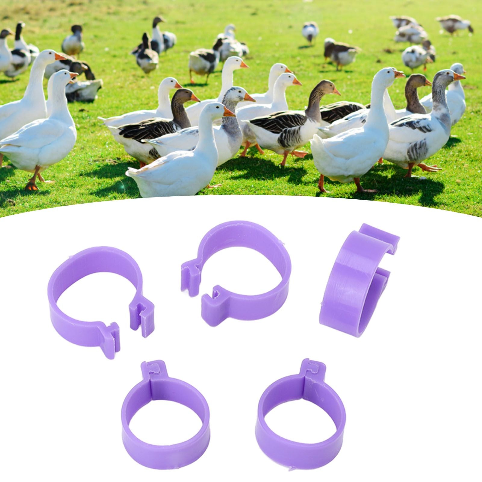 100 PCS Chicken Foot Ring Duck Hen Goose Legs Rings Clip Poultry Foot Ring Farming Tools Purple 18mm/0.71in