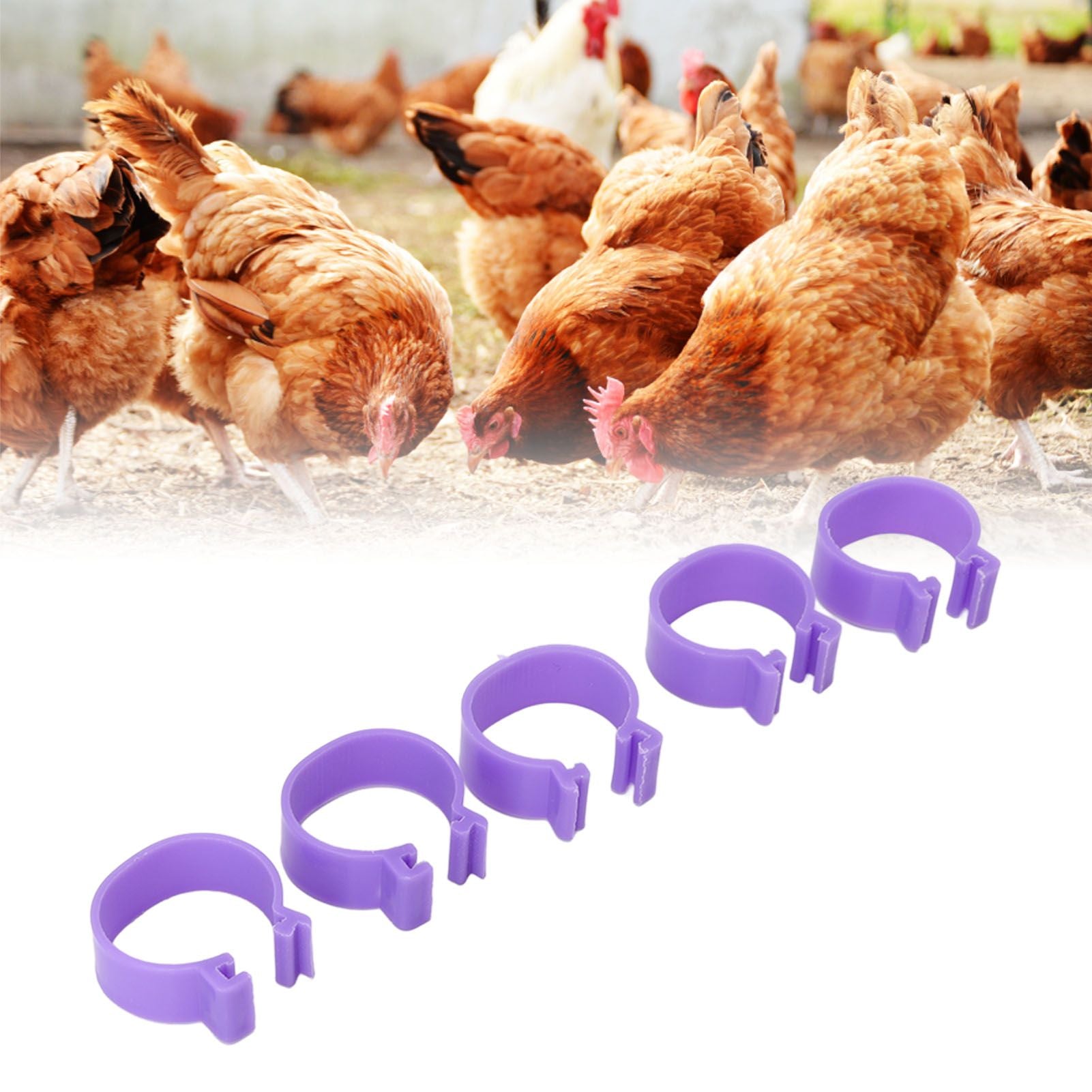 100 PCS Chicken Foot Ring Duck Hen Goose Legs Rings Clip Poultry Foot Ring Farming Tools Purple 20mm/0.79in