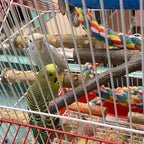 4 Piece Wood Bird Perch Wooden Hanging Toy Perch Toy for Conure Budgie and Other Small Birds