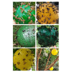 4pcs Hanging Fly Trap Ball Fruit Fly Catcher Sticky Trap Outdoor Pest Catcher for Garden Plants