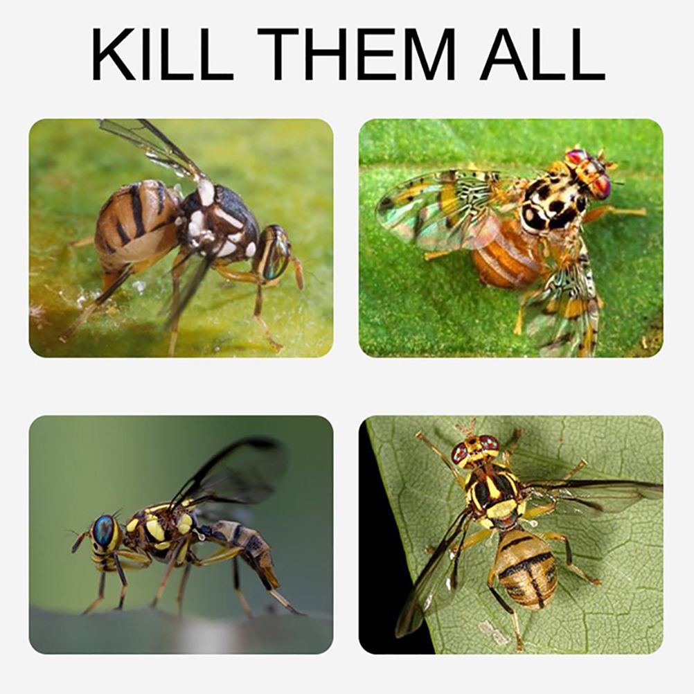 8pcs Hanging Fly Trap Ball Fruit Fly Catcher Sticky Trap Outdoor Pest Catcher for Garden Plants