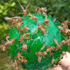 8pcs Hanging Fly Trap Ball Fruit Fly Catcher Sticky Trap Outdoor Pest Catcher for Garden Plants
