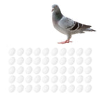 50pcs Plastic Fake Pigeon Egg Solid Fake Egg Simulation Hatching Breeding Supplies for Birds