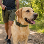 Green Tactical Dog Collar for Large Dogs (L size)- Wide Padded Nylon Collar with Quick Release Metal Buckle, Control Handle and D-Ring for Walking and Training
